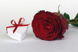 mit-liebe-schenken-achtsame-weihnachten-rose