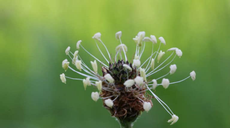 Flohsamen-Spitzwegerich-plantain