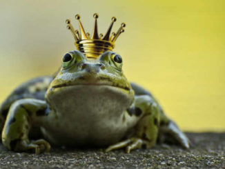 tiere-himmlische-gluecksbringer-frog
