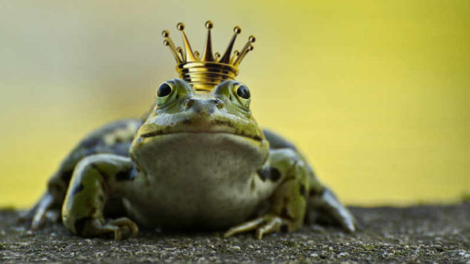 tiere-himmlische-gluecksbringer-frog