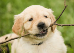 Tiergespräch tierkommunikation yvonne sebestyen puppy