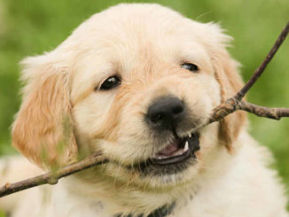 tierkommunikation-yvonne-sebestyen-puppy