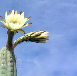 jutta-kloeckner-bluete-kaktus