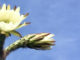 jutta-kloeckner-bluete-kaktus
