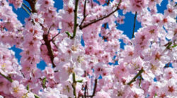 fruehling-bluete-mit-baeumen-sprechen-japanese-cherry-trees