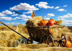 Energien-der-Erde-Elemente-thanksgiving