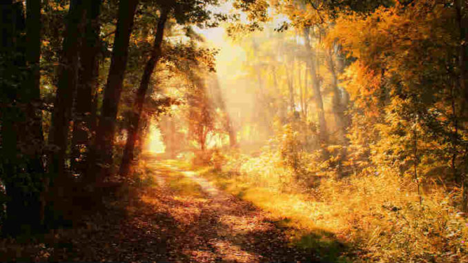 goldener-Oktober-sonnenstrahlen-wald-autumn