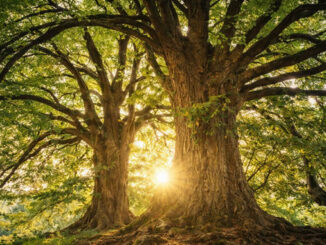 Wald mit wunderschönem Licht