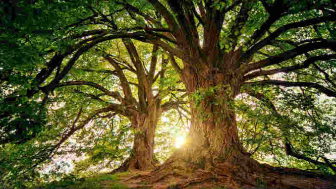 Wald-Geheimnisse-Selbstfindung-tree