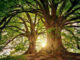 Wald-Geheimnisse-Selbstfindung-tree