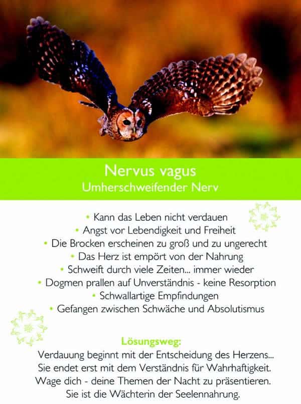 kim-fohlenstein-Kamphausen-Nervus-vagus