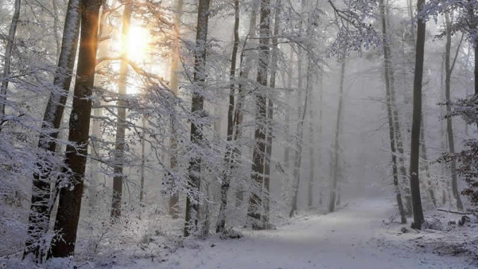 Wintermüdigkeit-Schnee-wald-sonne-baeume-snow