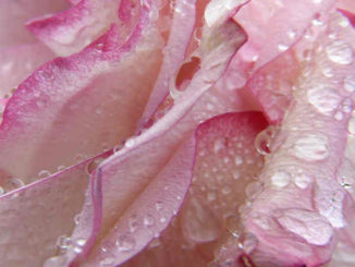aetherische-oele-winterblues-rose-wassertropfen-rose