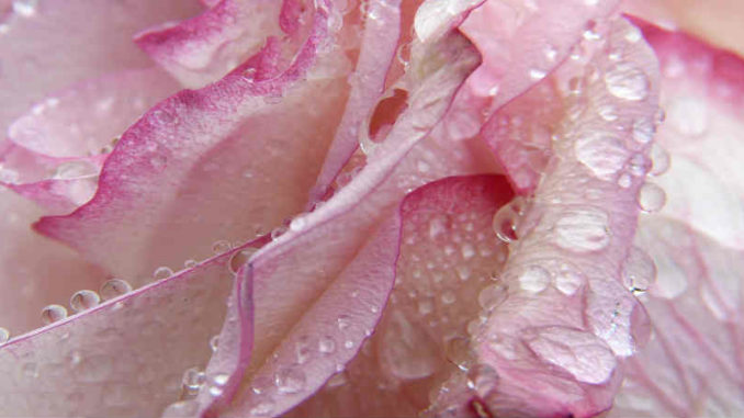 aetherische-oele-winterblues-rose-wassertropfen-rose
