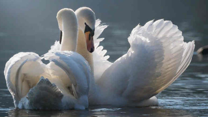 grosse-liebe-schwanen-paar-swan