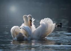 grosse-liebe-schwanen-paar-swan