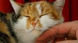 Wenn dein Tier nervt Katze schlafend