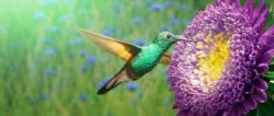 kolibri-blume-zugang-zu-sich-selbst-flower