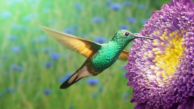 kolibri-blume-zugang-zu-sich-selbst-flower