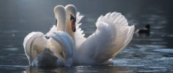 karmische-partnerschaft-swan