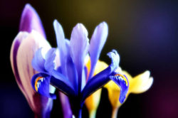 Iris-crocus