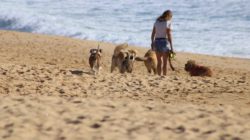 hunde-strand-frau-begegnung-dogs