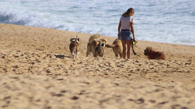 hunde-strand-frau-begegnung-dogs