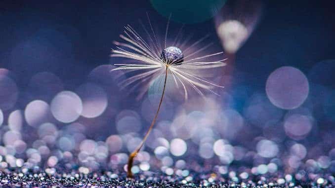 lila-blume-flower
