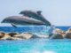 springende-delfine-meer-dolphins