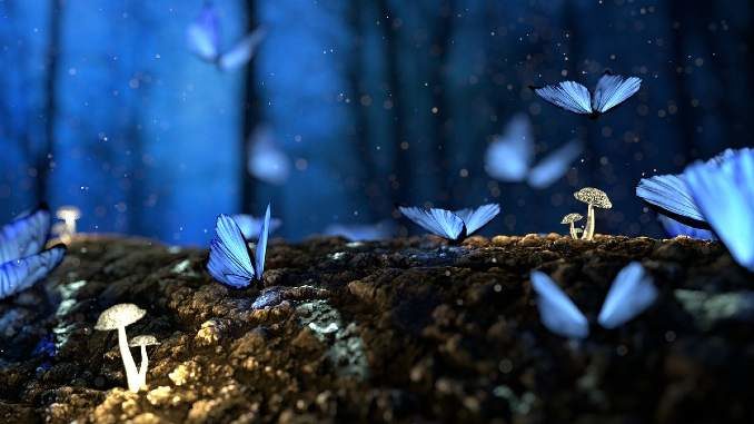 Traumdeutung Schmetterlinge