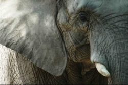 Denkanstöße durch Naturerlebnisse kopf elephant