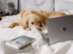 hund-laptop-bett