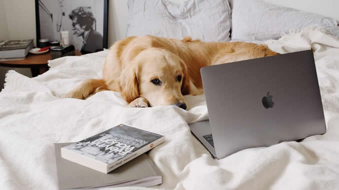 Tierkommunikationskurs hund laptop bett