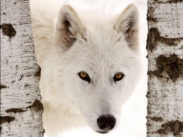 Kim-fohlenstein-Wolf-Shutterstock-von-Pictureguy