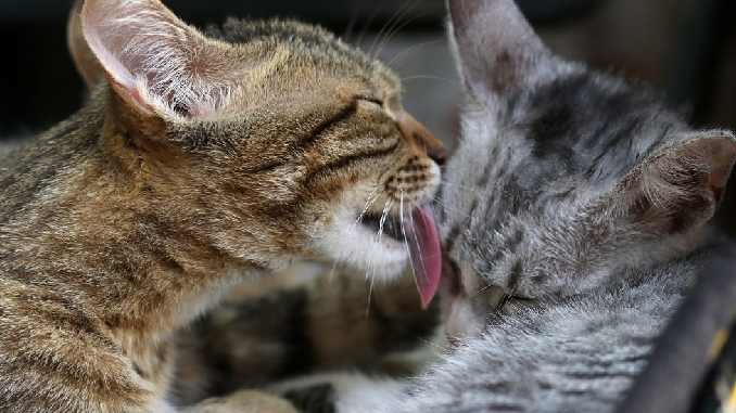 Katzen-Liebe-schmuesen-cats