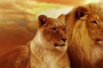 loewen-paar-lions