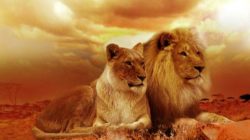 Weibliche Kollektivangst  loewen paar lions