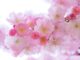 Hanami-Kirschbluete-pink