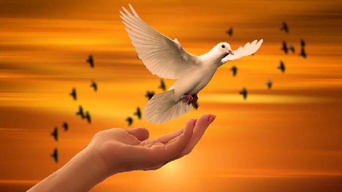 hand-taube-himmel-dove