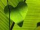 herz-blatt-leaf