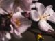 kirschbluete-cherry-blossoms