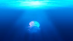 Streben nach Unsterblichkeit qualle meer jellyfish