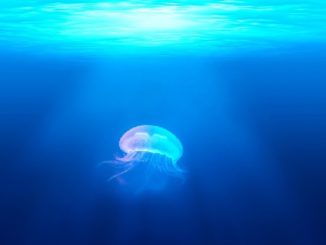 qualle-meer-jellyfish