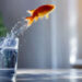 ein Fisch springt in die Freiheit