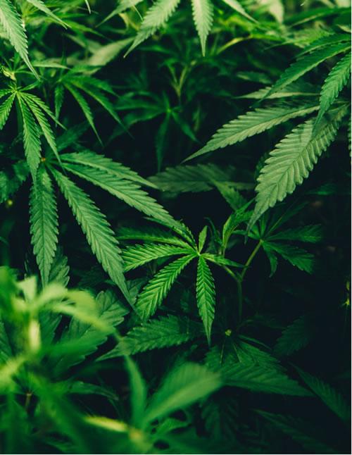 hanf-Matthew-Brodeur-Unsplash
