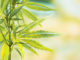 cbd cannabis pflanze