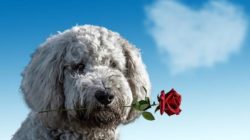 Die Kunst der Vergebung hund rose 