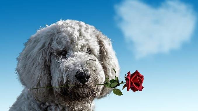 hund rose schuld suehne valentines day