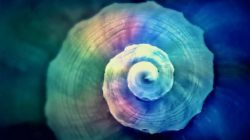 spirale-snail