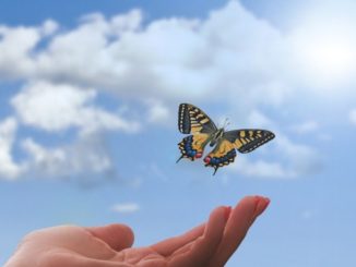 Schmetterling Arten von Spiritualitaet hand